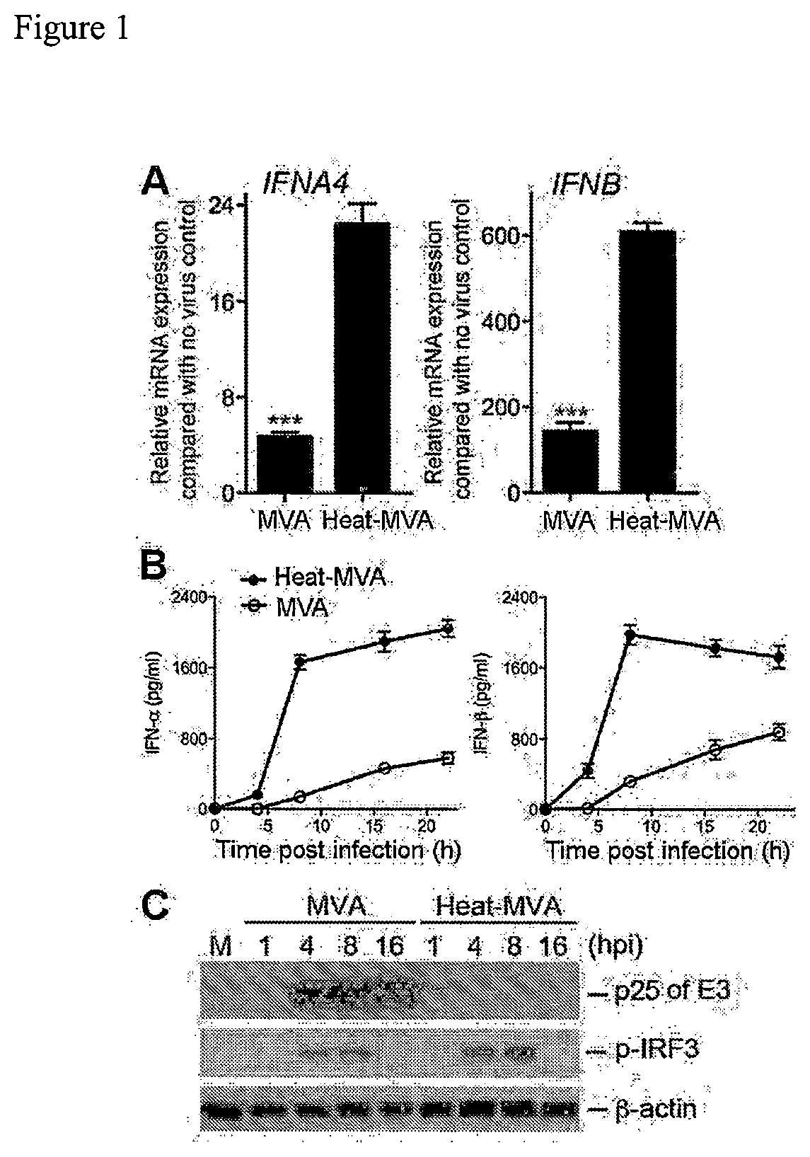 Use of inactivated nonreplicating modified vaccinia virus Ankara (MVA) as monoimmunotherapy or in combination with immune checkpoint blocking agents for solid tumors