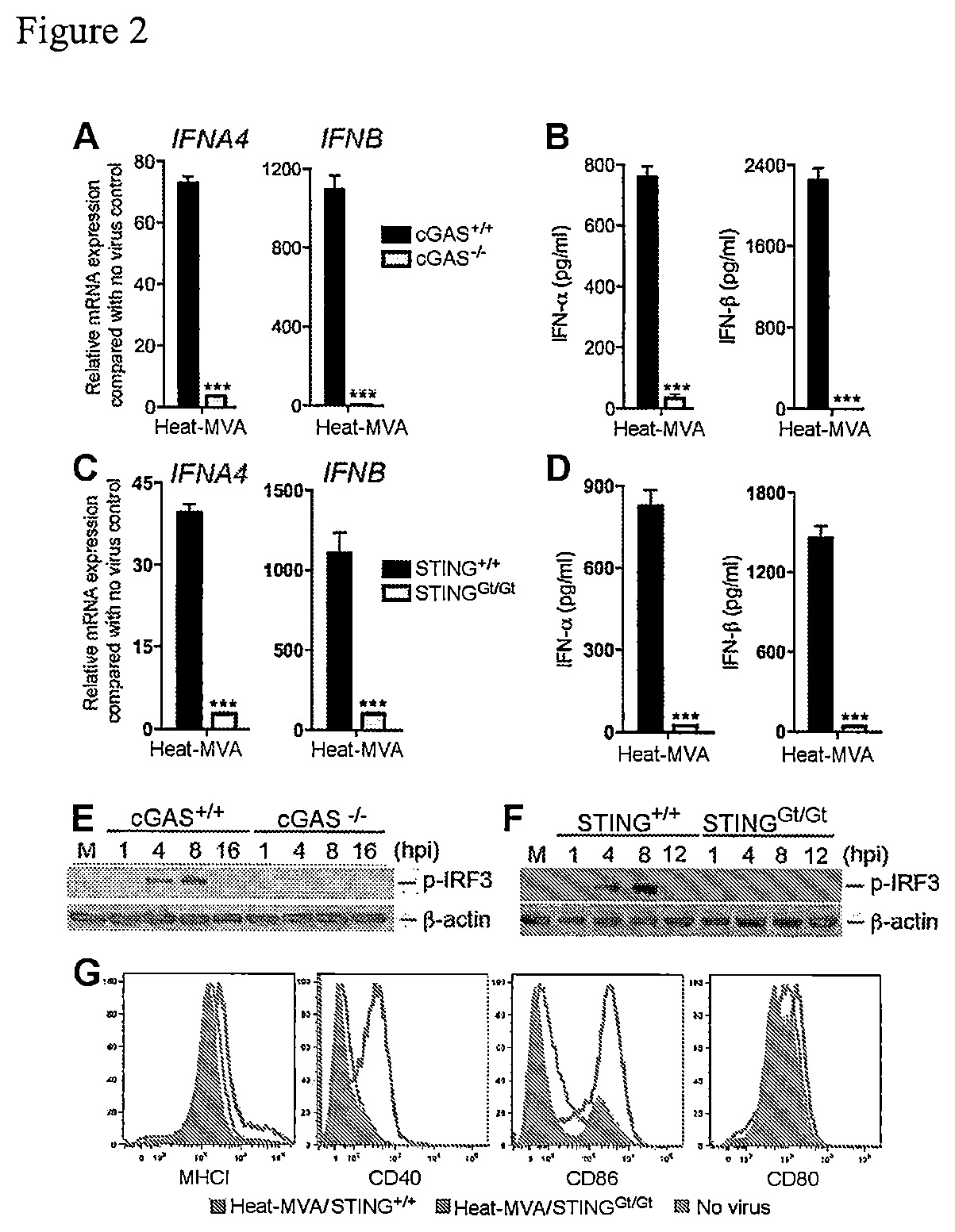 Use of inactivated nonreplicating modified vaccinia virus Ankara (MVA) as monoimmunotherapy or in combination with immune checkpoint blocking agents for solid tumors