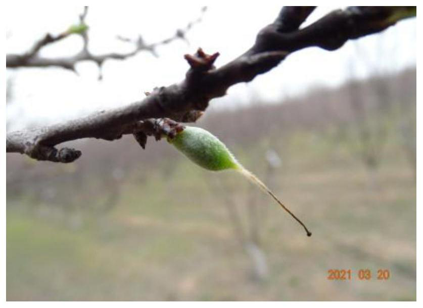 Late-blossom prunus armeniaca stock for avoiding late spring coldness and method for mainly planting apricots to avoid late spring coldness by using late-blossom prunus armeniaca stock