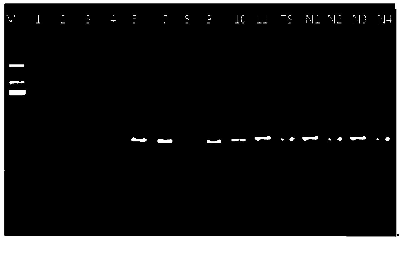 Primer, kit and method for conducting genetic typing on hantavirus by means of PCR direct sequencing method