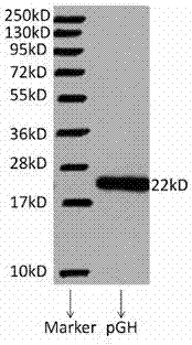 Recombinant brevibacillus brevis expressing pig growth hormone gene, construction method and application