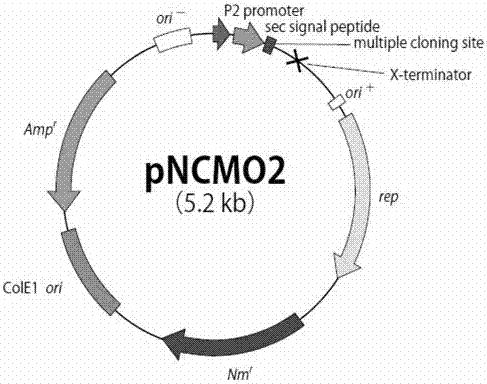 Recombinant brevibacillus brevis expressing pig growth hormone gene, construction method and application