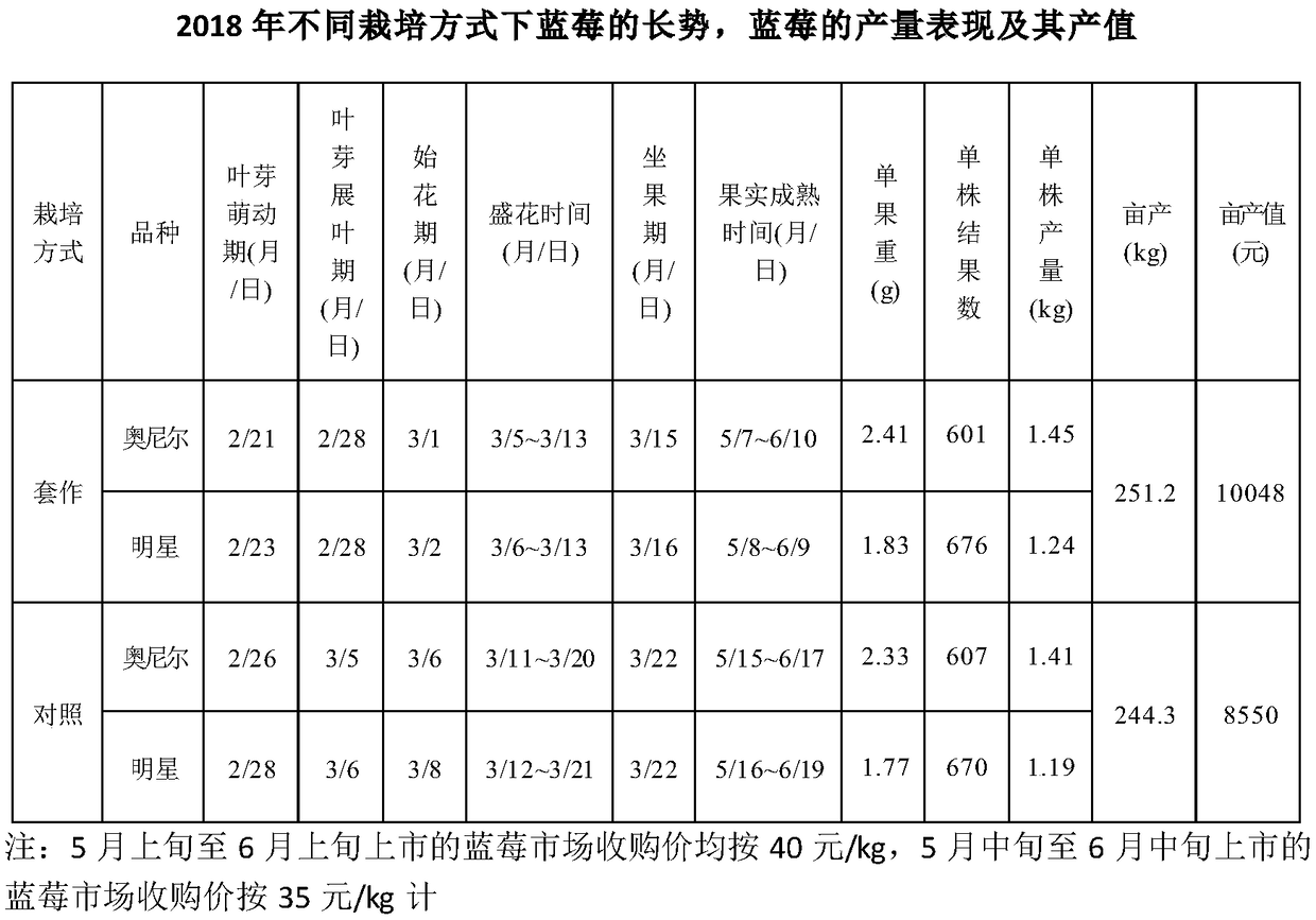 Cultivation method of interplanting water-saving drought-resistant rice in blueberries