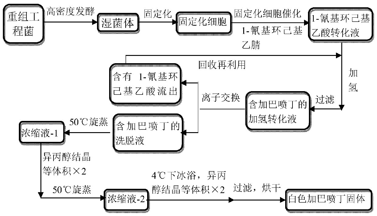 Utilize the method for directly synthesizing gabapentin with 1-cyano cyclohexyl acetic acid