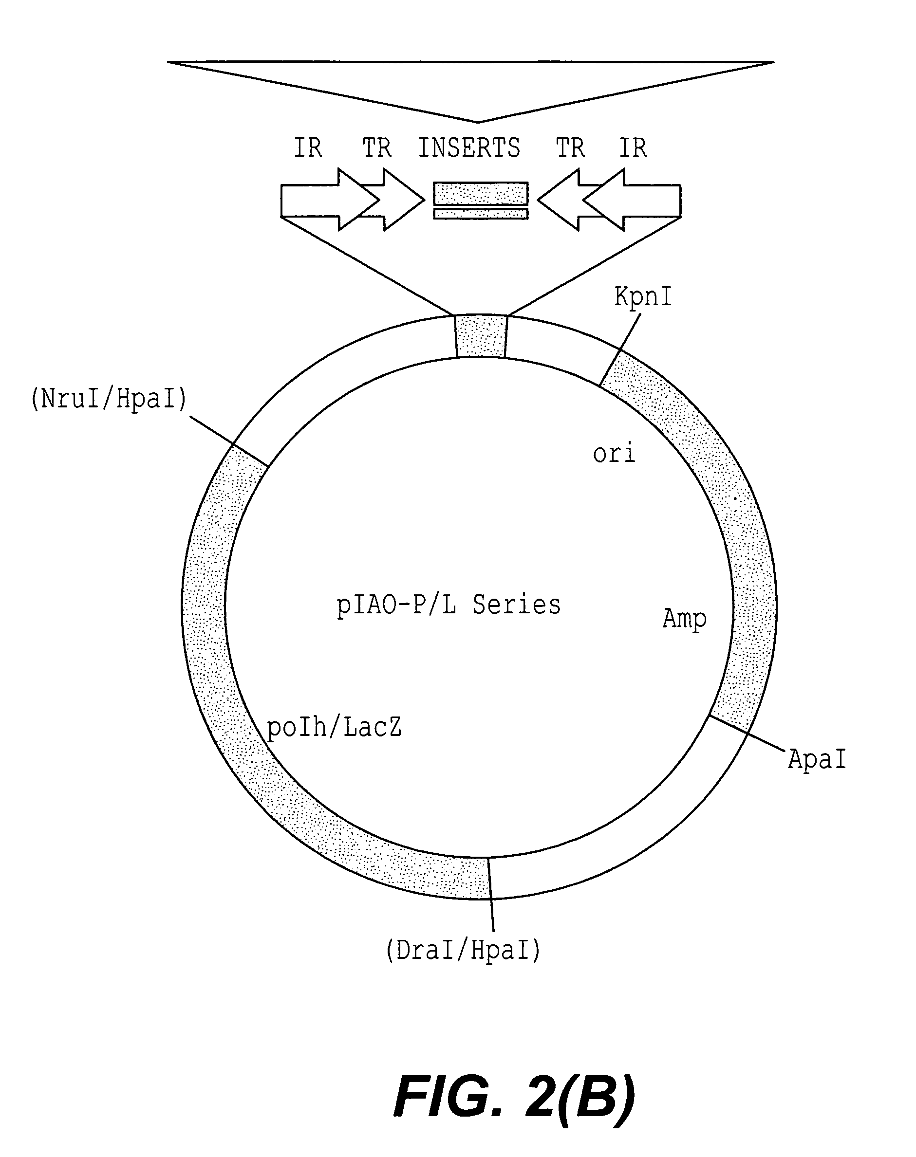 Methods and compositions for transposition using minimal segments of the eukaryotic transformation vector piggyBac