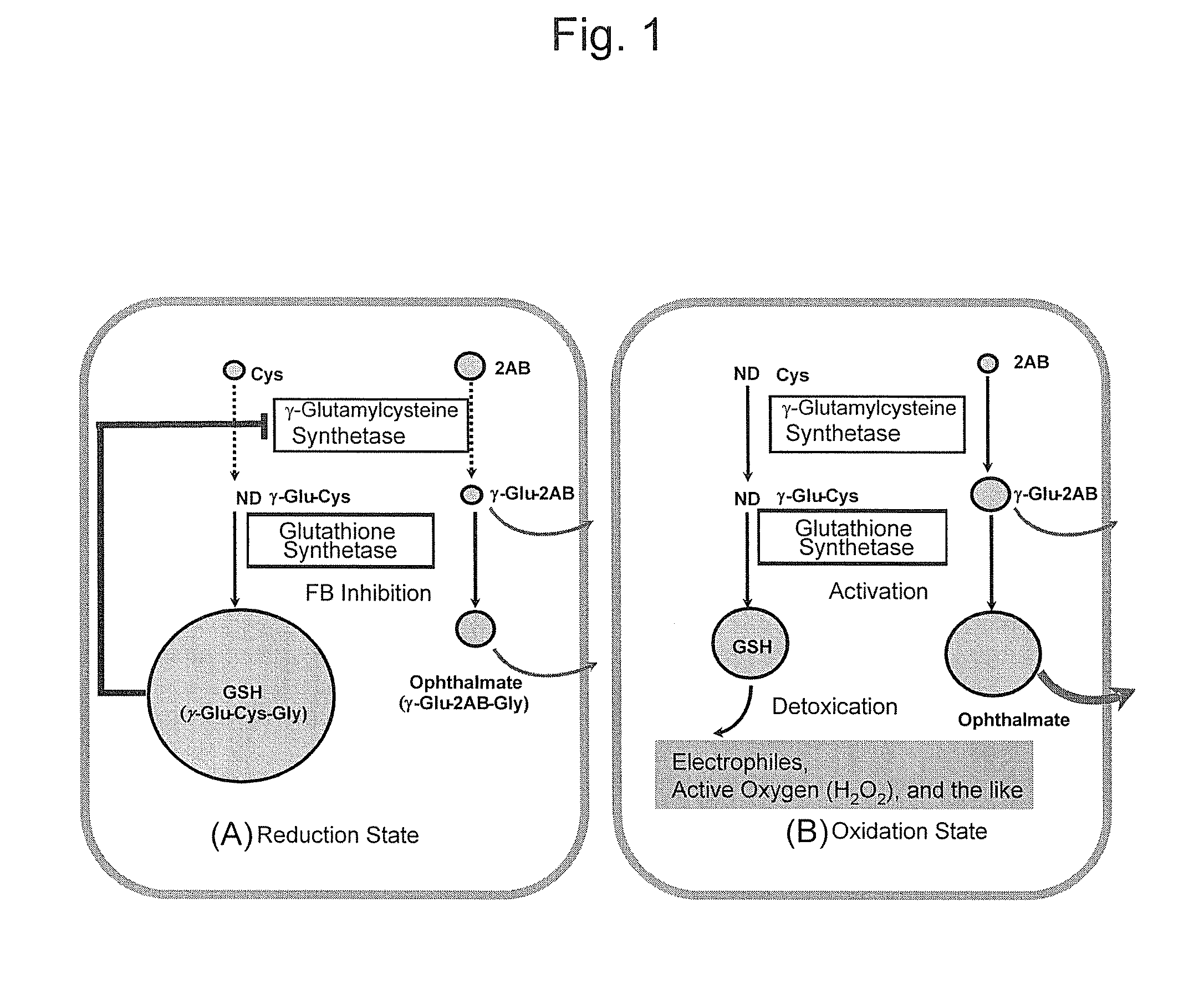 Liver disease marker, method and apparatus for measuring the same, and method for assaying pharmaceutical preparation