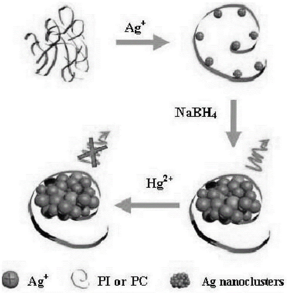 A method for synthesizing silver nanoclusters using single-stranded DNA as a template