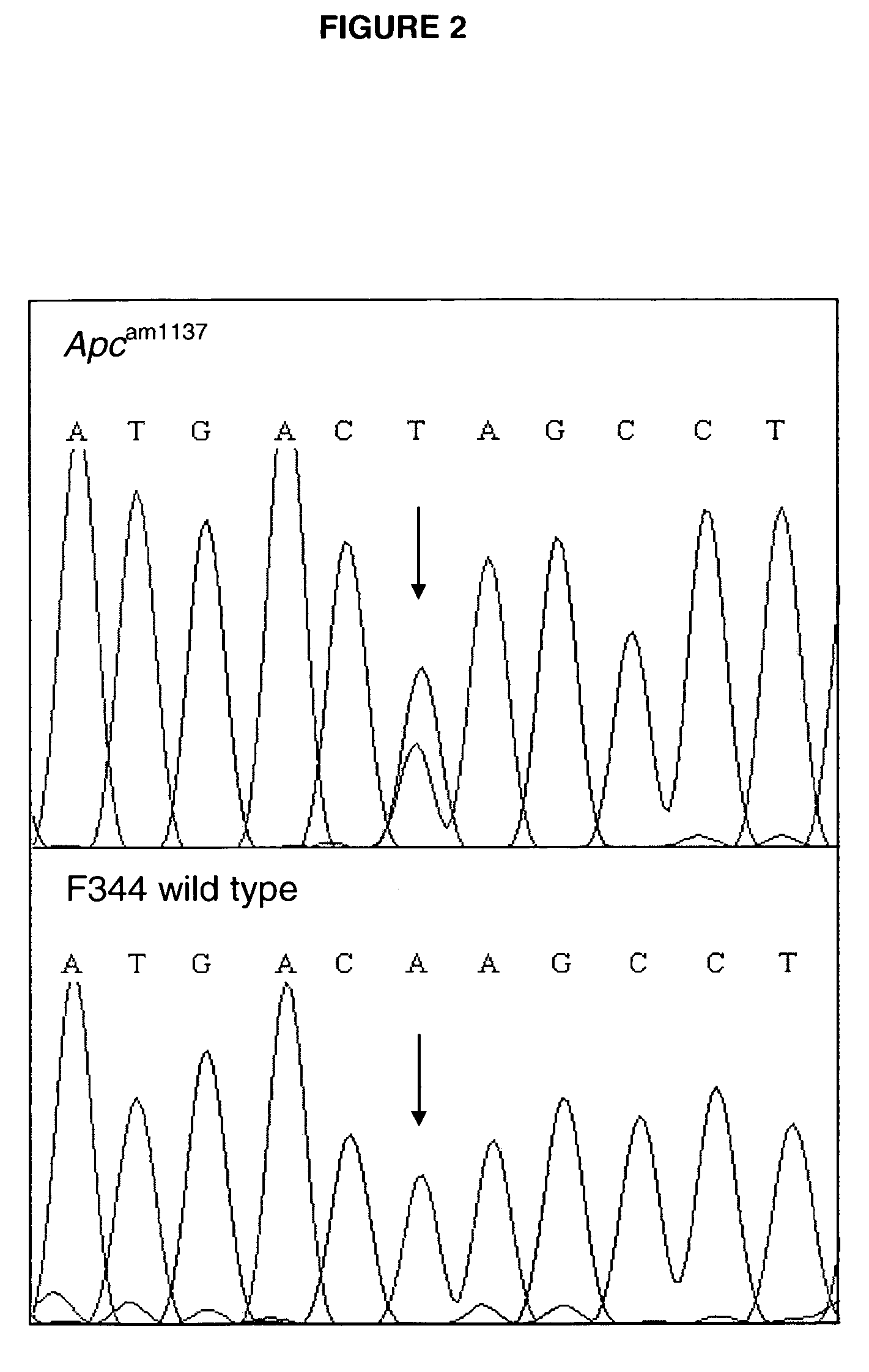 Mutation in the rat adenomatous polyposis coli gene within the human mutation hotspot region