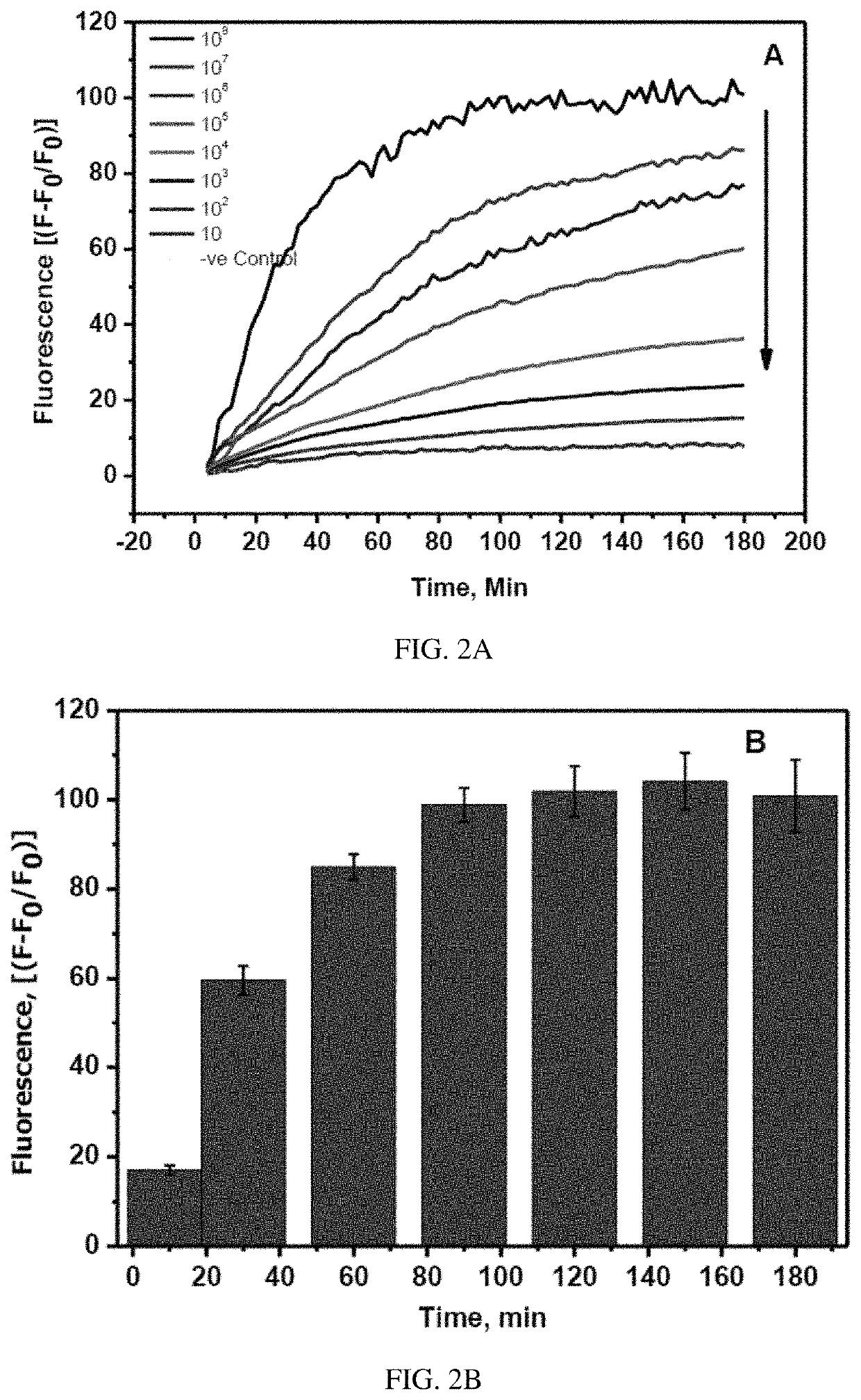 Fluorescent probe based biosensor and assay for the detection of SARS-CoV-2