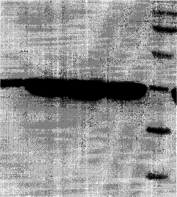 Immunochromatographic assay test paper for detecting staphylococcal enterotoxin B and preparation method thereof