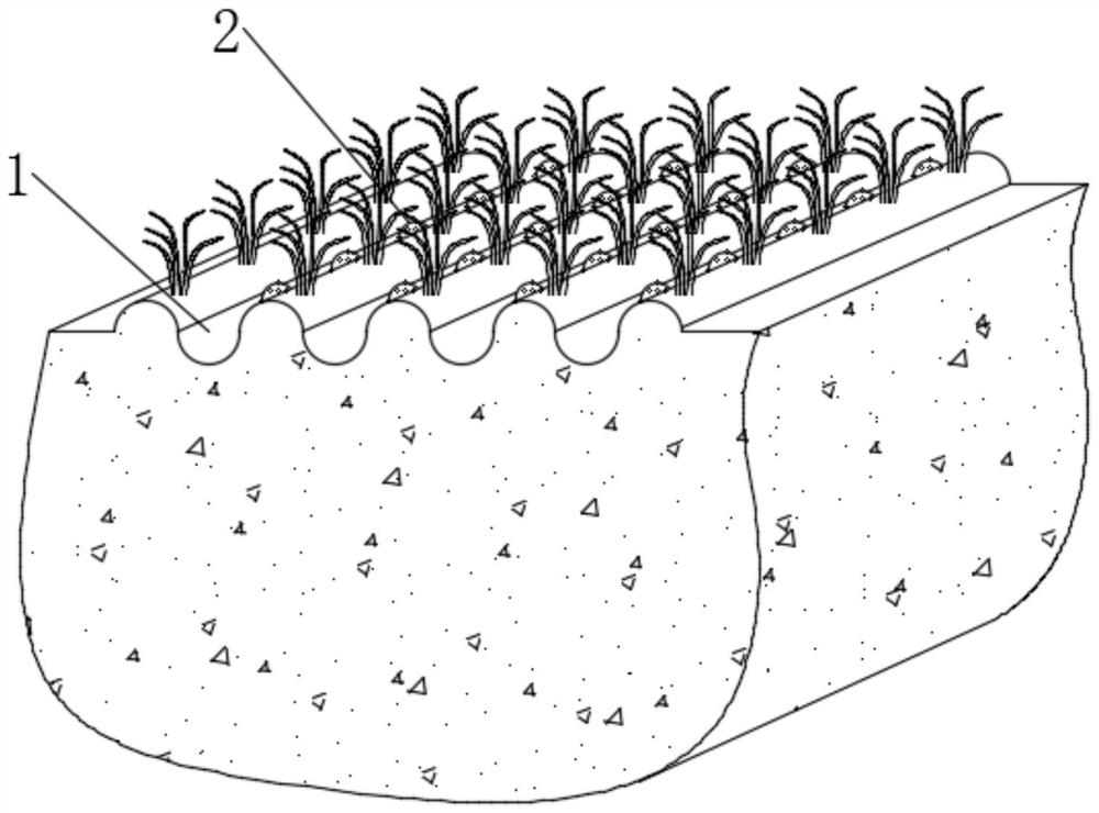 Frost-damage-preventing light-introduced-decomposition-type planting method for overwintering crops