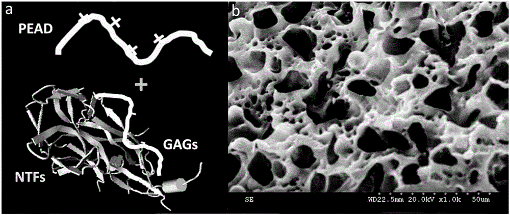 A kind of neurotrophin sustained-release coacervate for curing the peripheral nerve injury and its application thereof