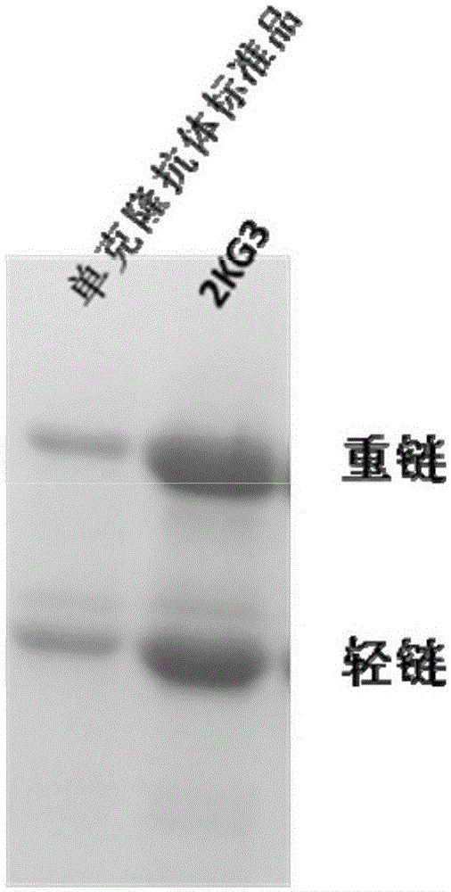 Monoclonal antibody for detecting herbicide-resistant glyphosate protein and application of monoclonal antibody