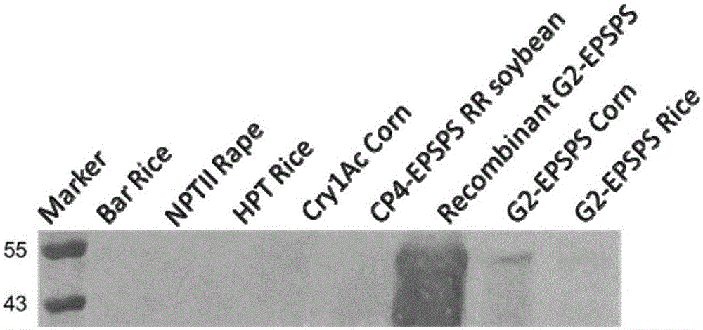 Monoclonal antibody for detecting herbicide-resistant glyphosate protein and application of monoclonal antibody