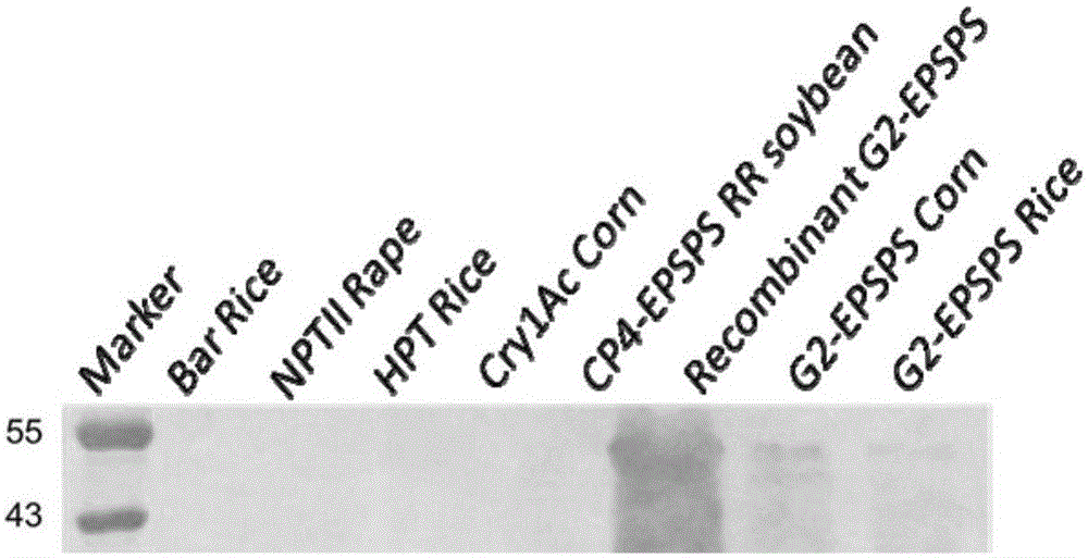 Monoclonal antibody for detecting herbicide-resistant glyphosate protein and application of monoclonal antibody