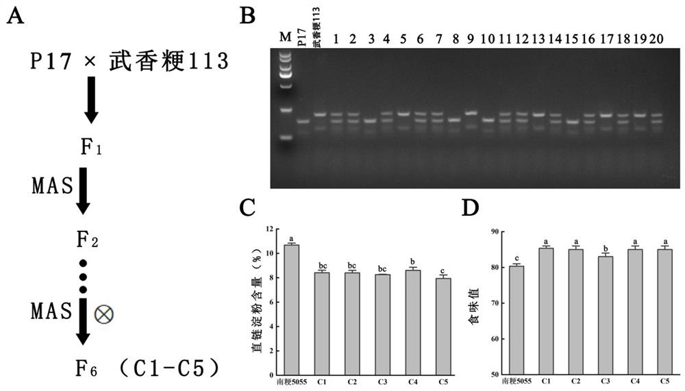 DNA (Deoxyribonucleic Acid) molecular marker and method for cultivating low-amylose-content excellent-taste rice by utilizing DNA molecular marker