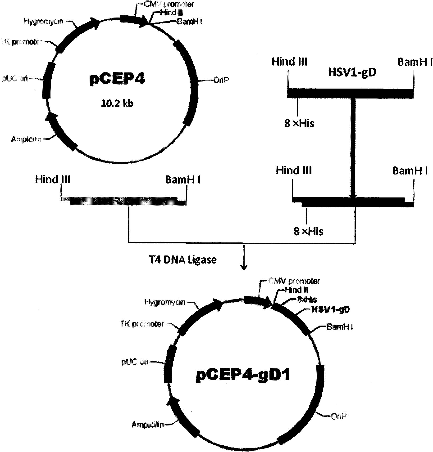 Chemically synthesized HSV1 virus gD glycoprotein extracellular region gene fragment and expression and application thereof