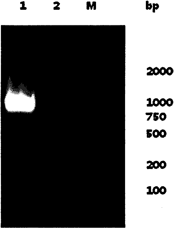 Chemically synthesized HSV1 virus gD glycoprotein extracellular region gene fragment and expression and application thereof