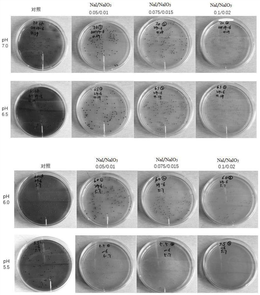 A method for improving the screening efficiency of high-yielding strains of keratin