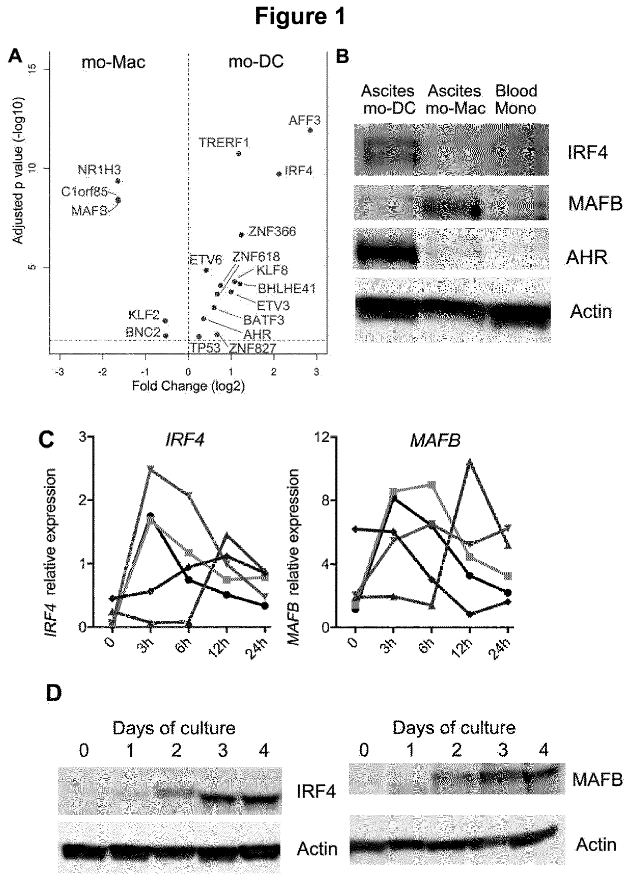 Agonist of aryl hydrocarbon receptor for use in cancer combination therapy