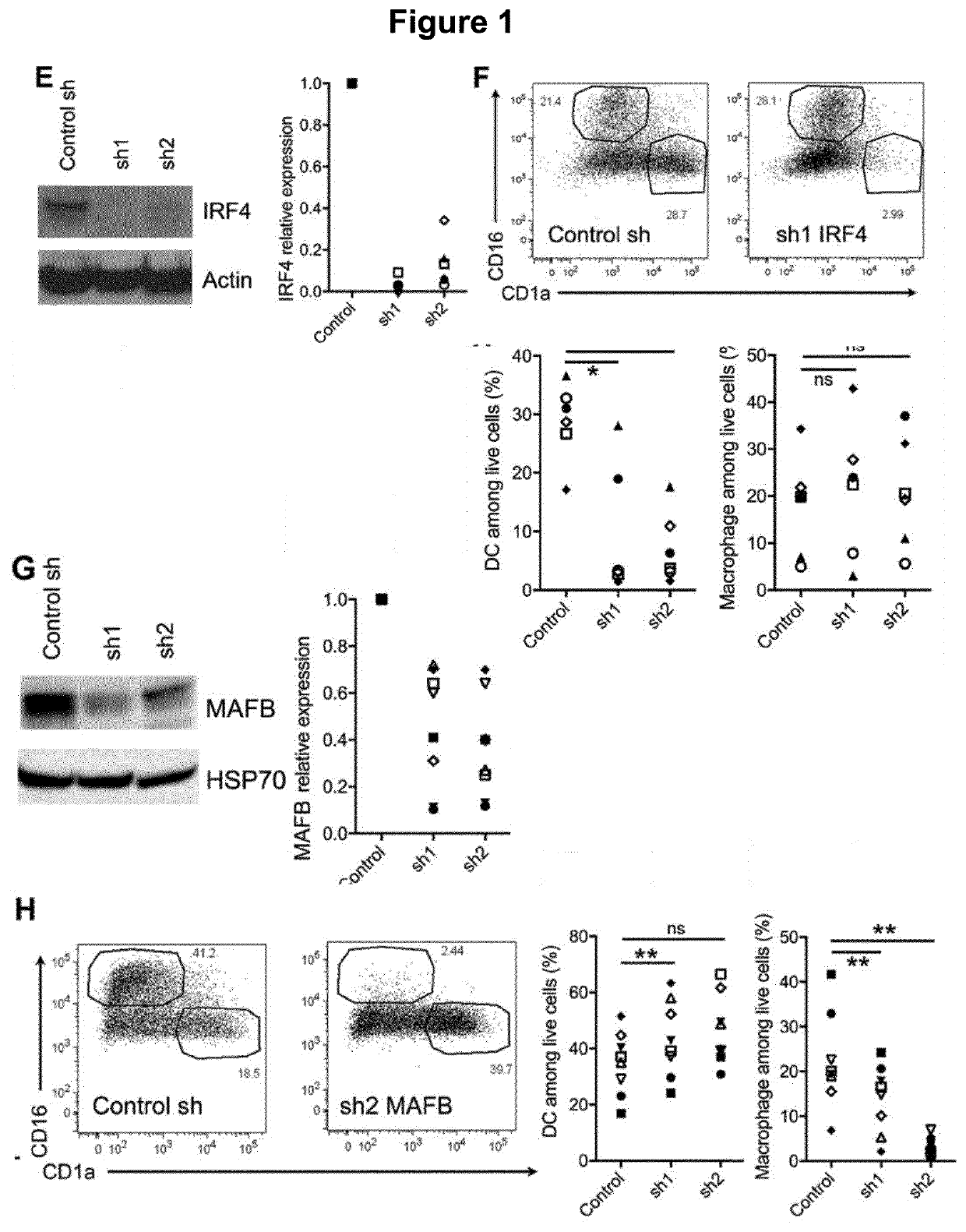 Agonist of aryl hydrocarbon receptor for use in cancer combination therapy