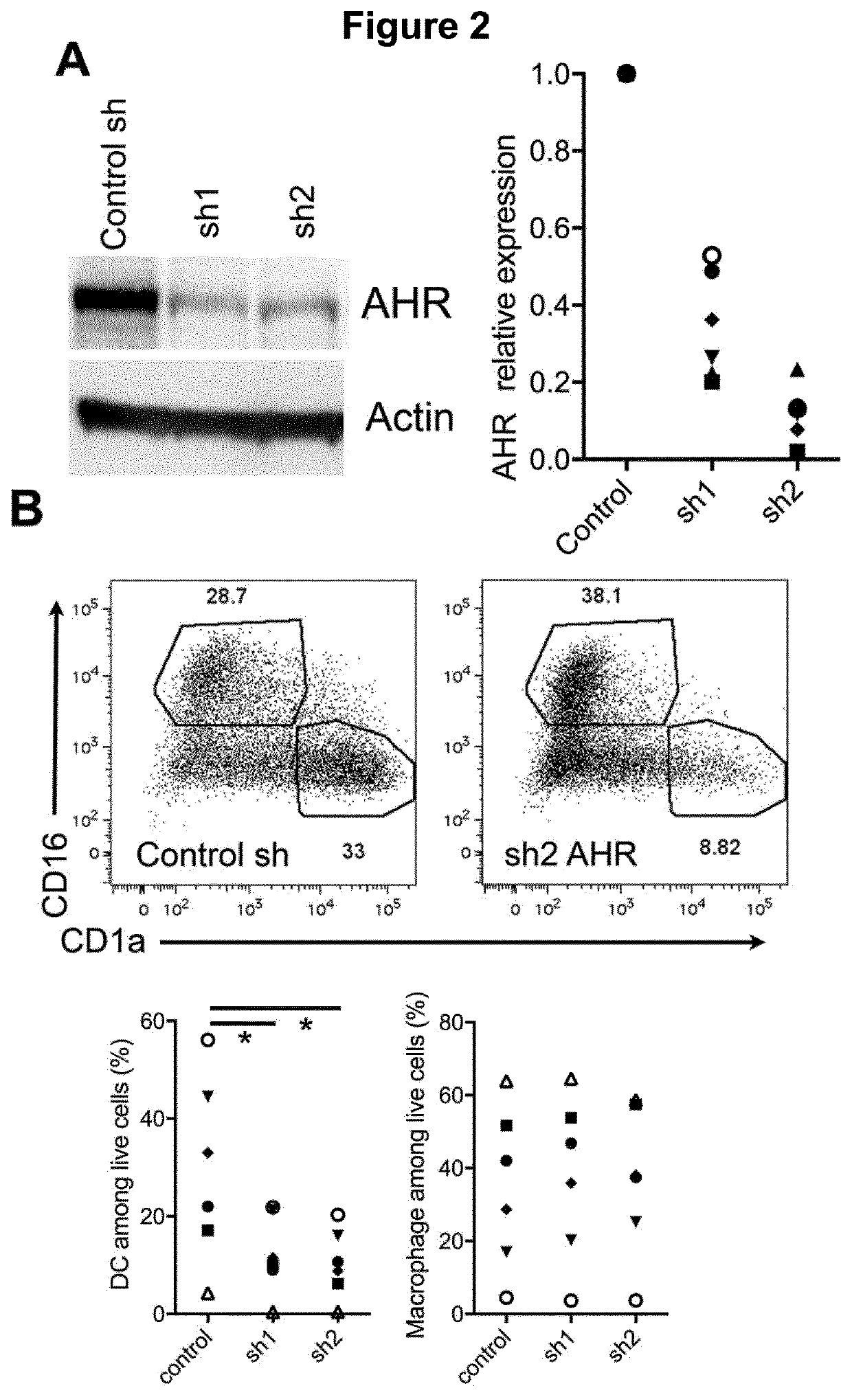 Agonist of aryl hydrocarbon receptor for use in cancer combination therapy