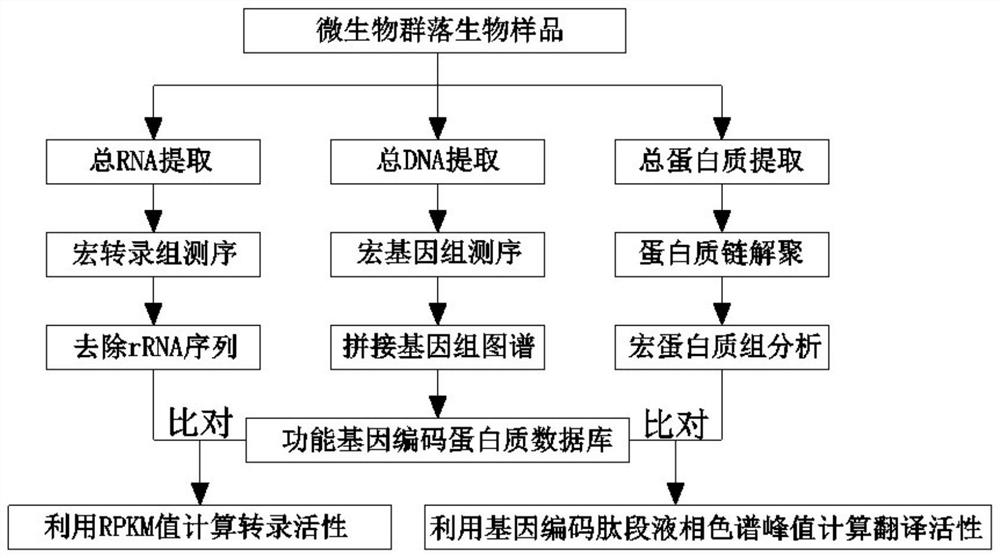 Method for analyzing transcription and translation activity of functional genes of microbial community