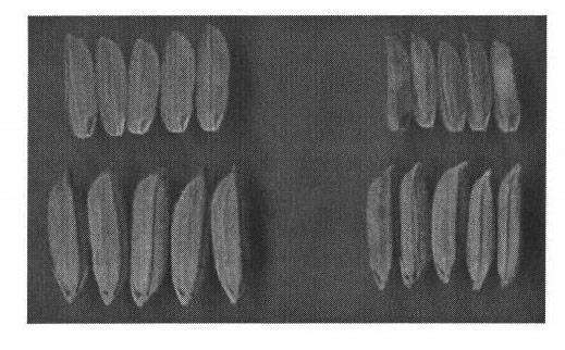 Method for enhancing seed production efficiency of hybrid rice by kernel miniaturization improvement of male sterile line