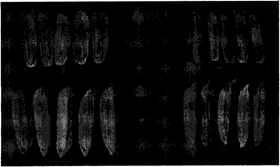 Method for enhancing seed production efficiency of hybrid rice by kernel miniaturization improvement of male sterile line