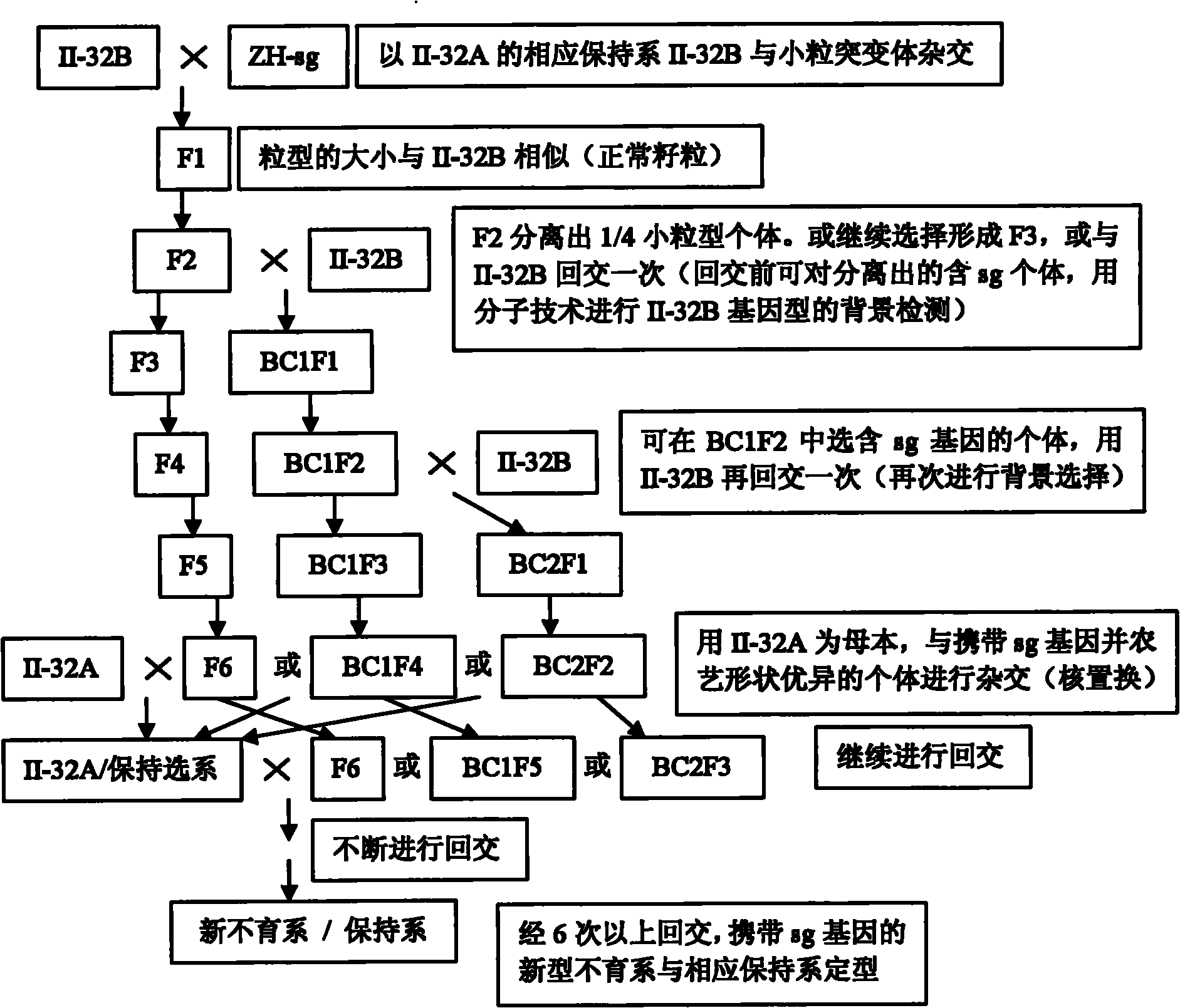 Method for enhancing seed production efficiency of hybrid rice by kernel miniaturization improvement of male sterile line