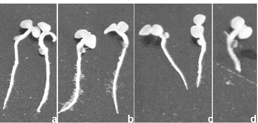 Method for rapidly screening high-nicotine tobacco mutants