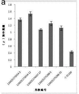 Method for rapidly screening high-nicotine tobacco mutants