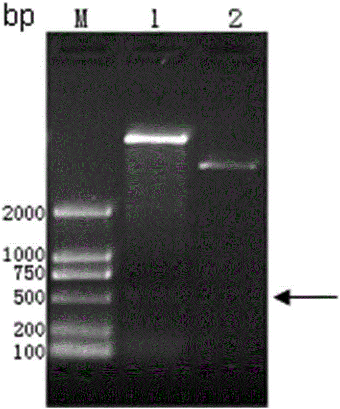 Truncated recombinant protein of Riemerella anatipestifer (RA) serum type 1 siderophore receptor protein (SRP) and application of truncated recombinant protein