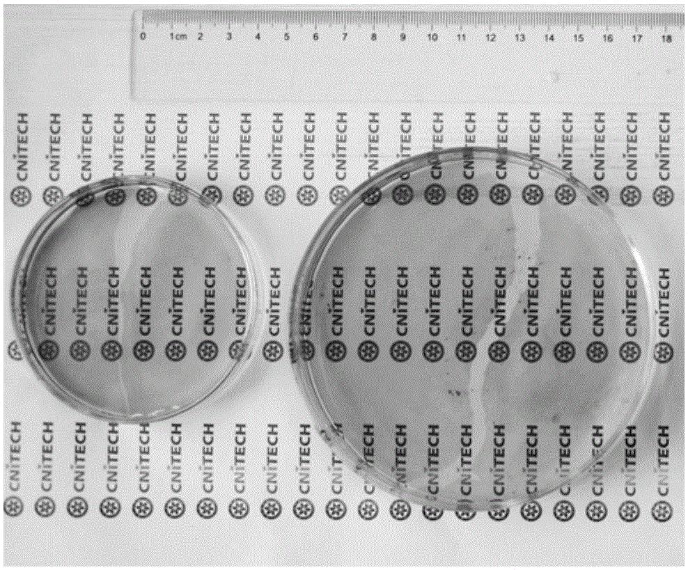 Self-supported ultra-thin transparent conductive carbon nanotube film and preparation method and application thereof