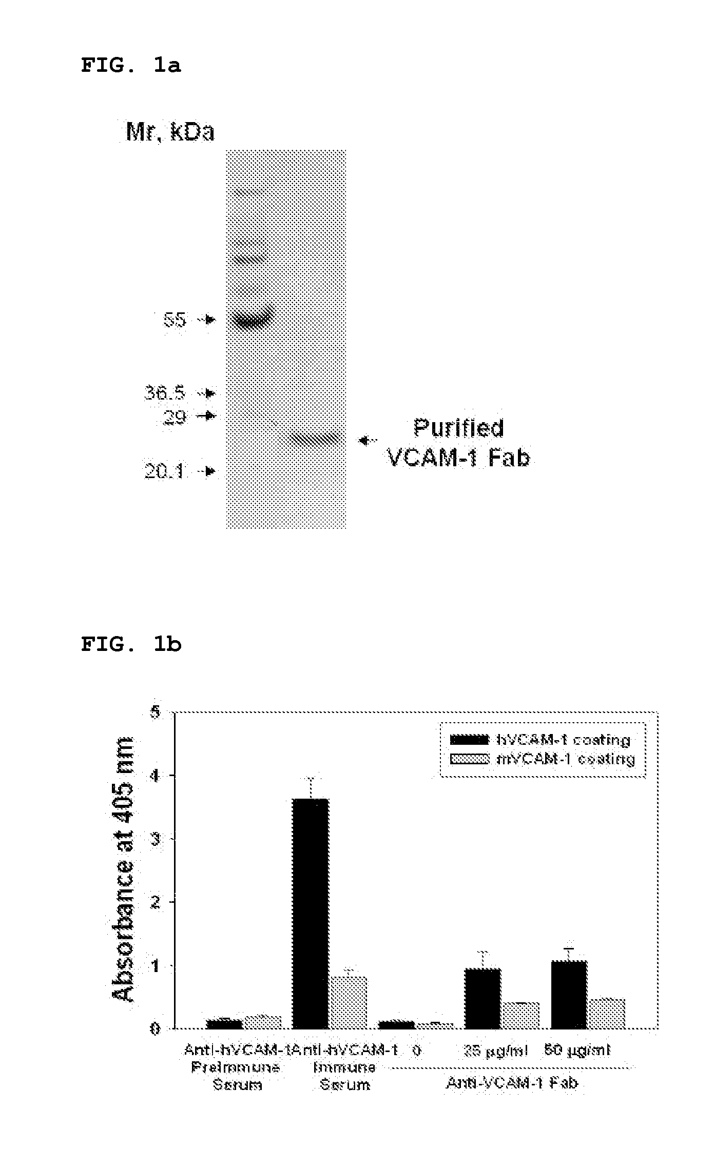 Vcam-1 specific monoclonal antibody