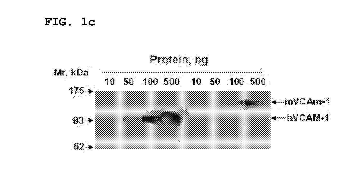 Vcam-1 specific monoclonal antibody