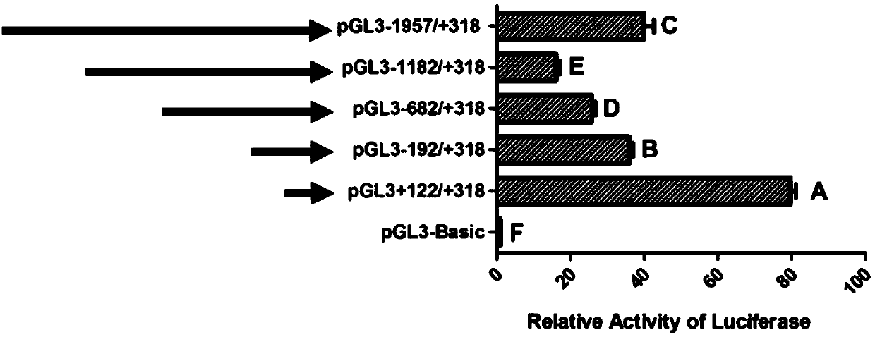 Molecular cloning of meat quality trait related gene Prox1 (Prospero-related homeobox protein 1) of pigs and application