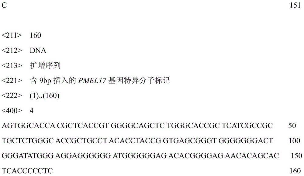 Method for cultivating dominant-green-shin white feather broiler strain based on molecular assistant selection