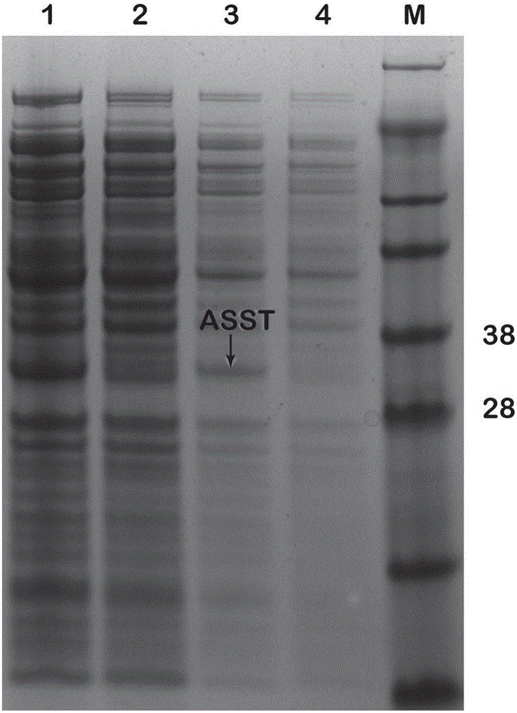 Enzymatic method for preparing chondroitin sulfate