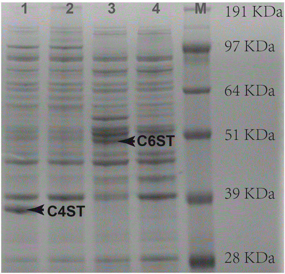 Enzymatic method for preparing chondroitin sulfate