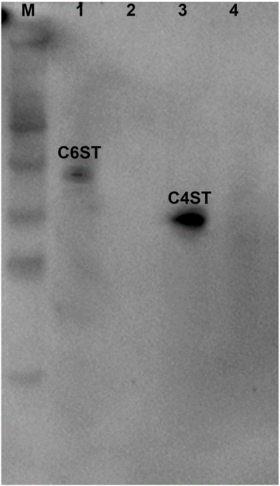 Enzymatic method for preparing chondroitin sulfate