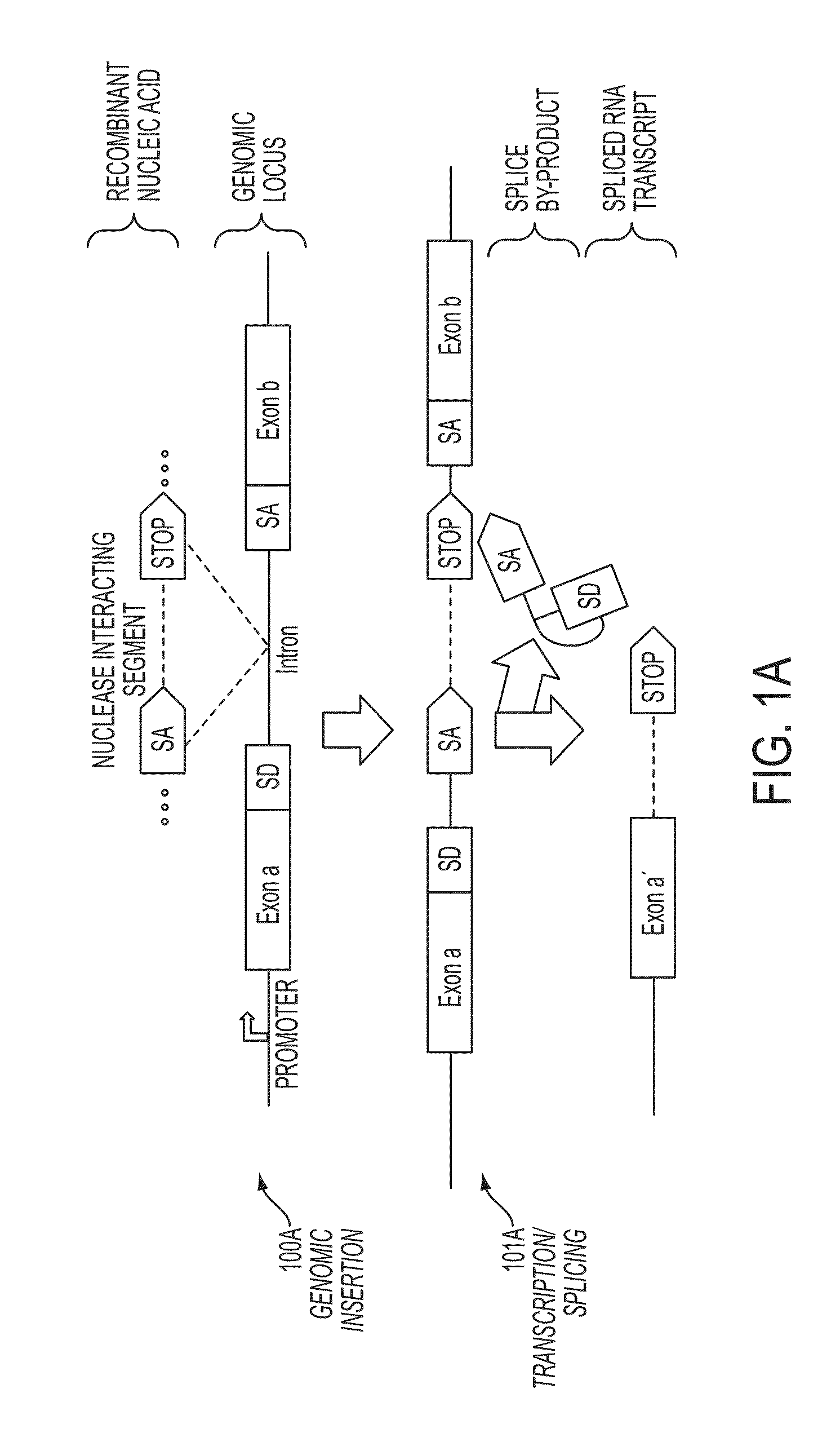 Mutagenesis methods