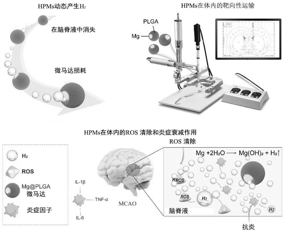 Preparation method and application of hydrogen-powered micromotor