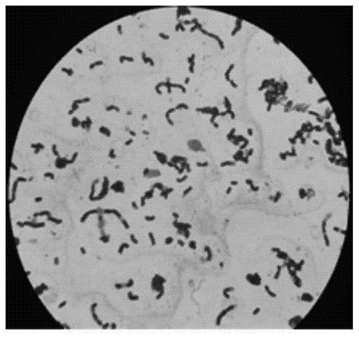 Preparation and application of an anti-peanut continuous cropping compound bacterial agent