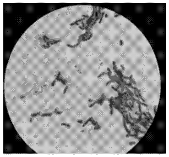 Preparation and application of an anti-peanut continuous cropping compound bacterial agent