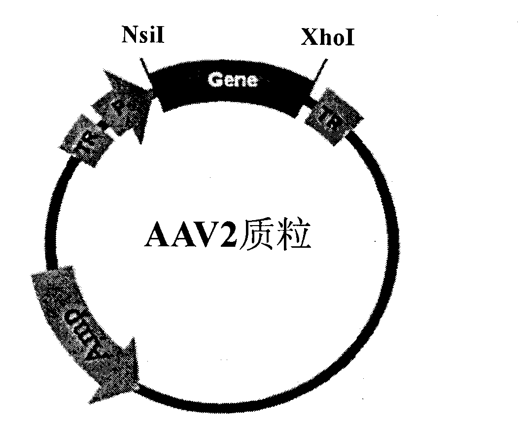 Construction method of recombinant adeno-associated virus vector of targeting interference SOCS1 gene and application of construction method