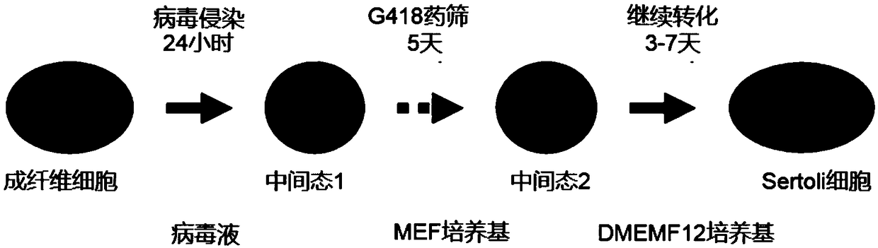 Method to reprogram fibroblasts into Sertoli cells in vitro and application of method