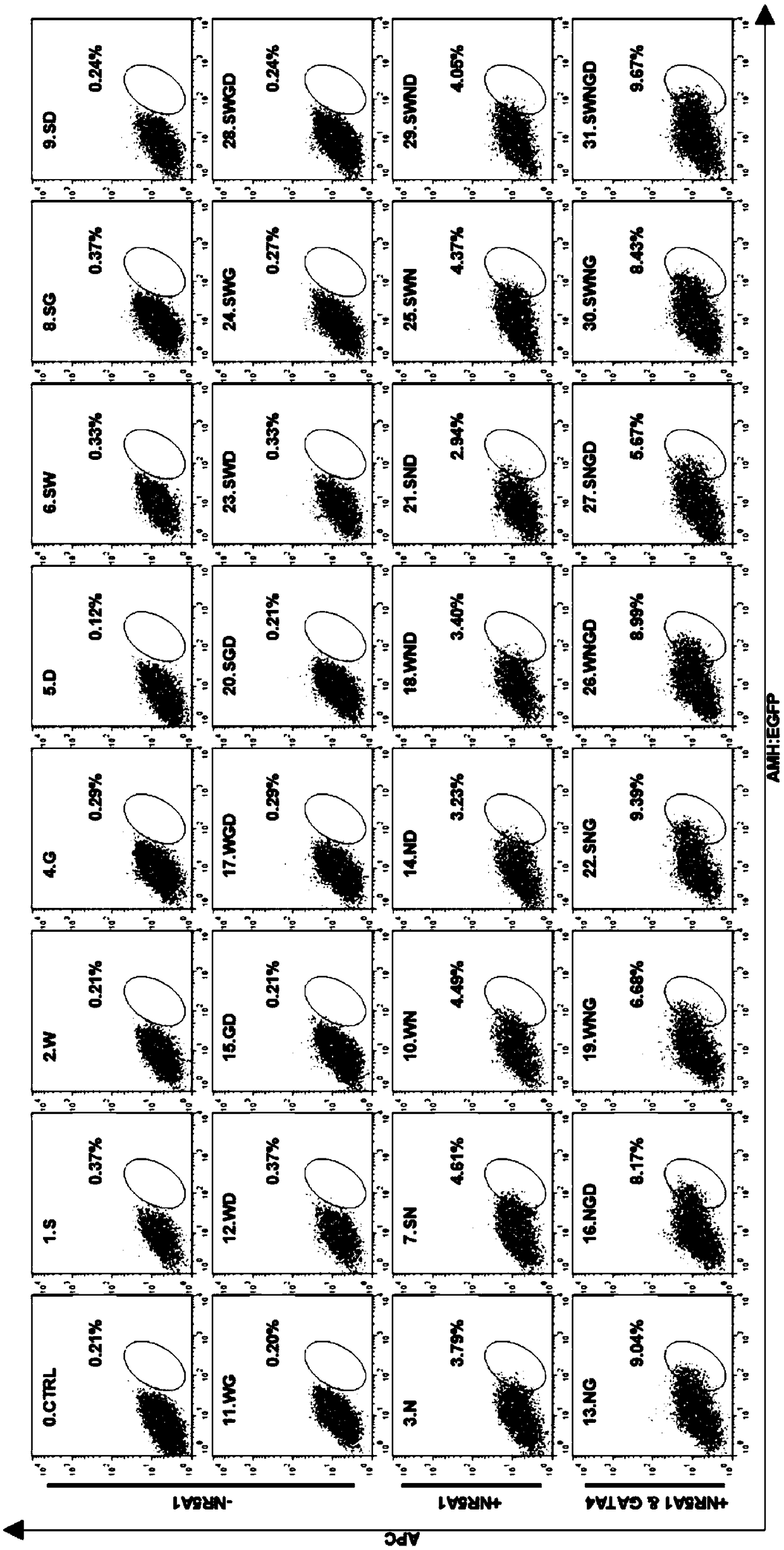 Method to reprogram fibroblasts into Sertoli cells in vitro and application of method