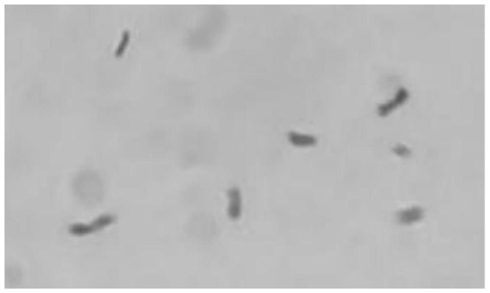 A kind of microbacterium xl1 and its application in producing levan fructan