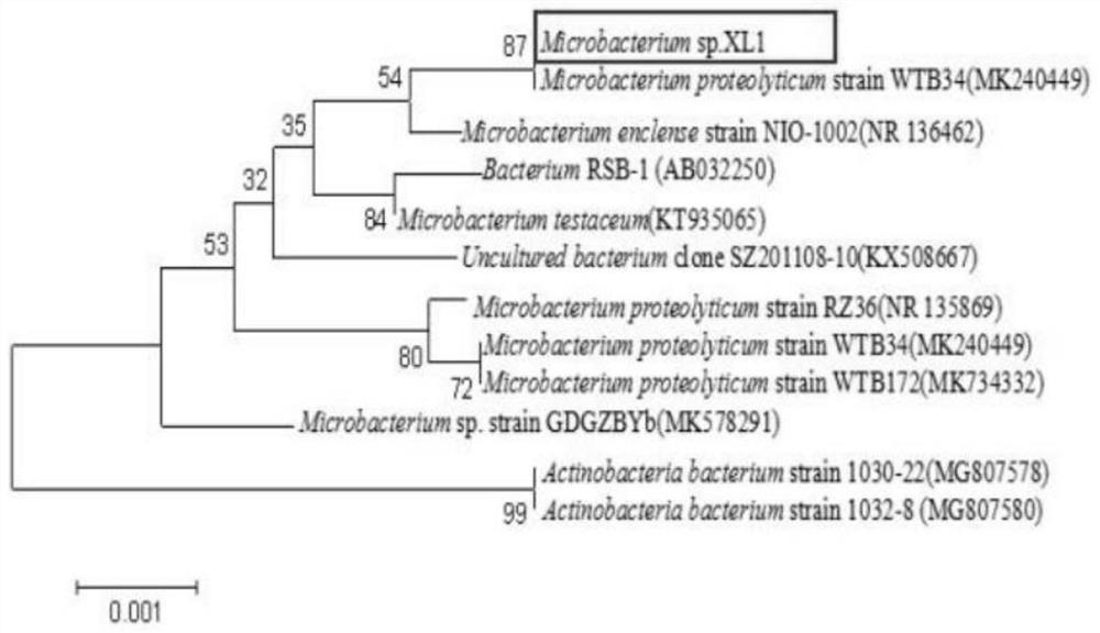 A kind of microbacterium xl1 and its application in producing levan fructan